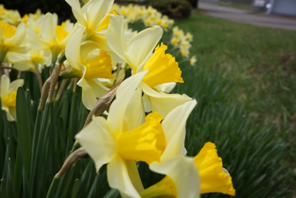 Noujo Tayori Kotani Agri