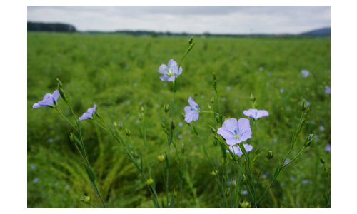 Ama Kotani Agri