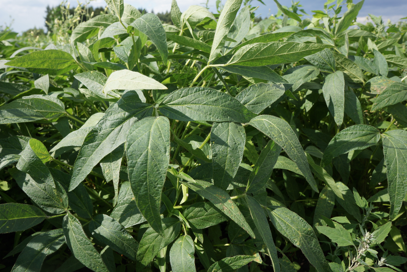Daizu Kotani Agri