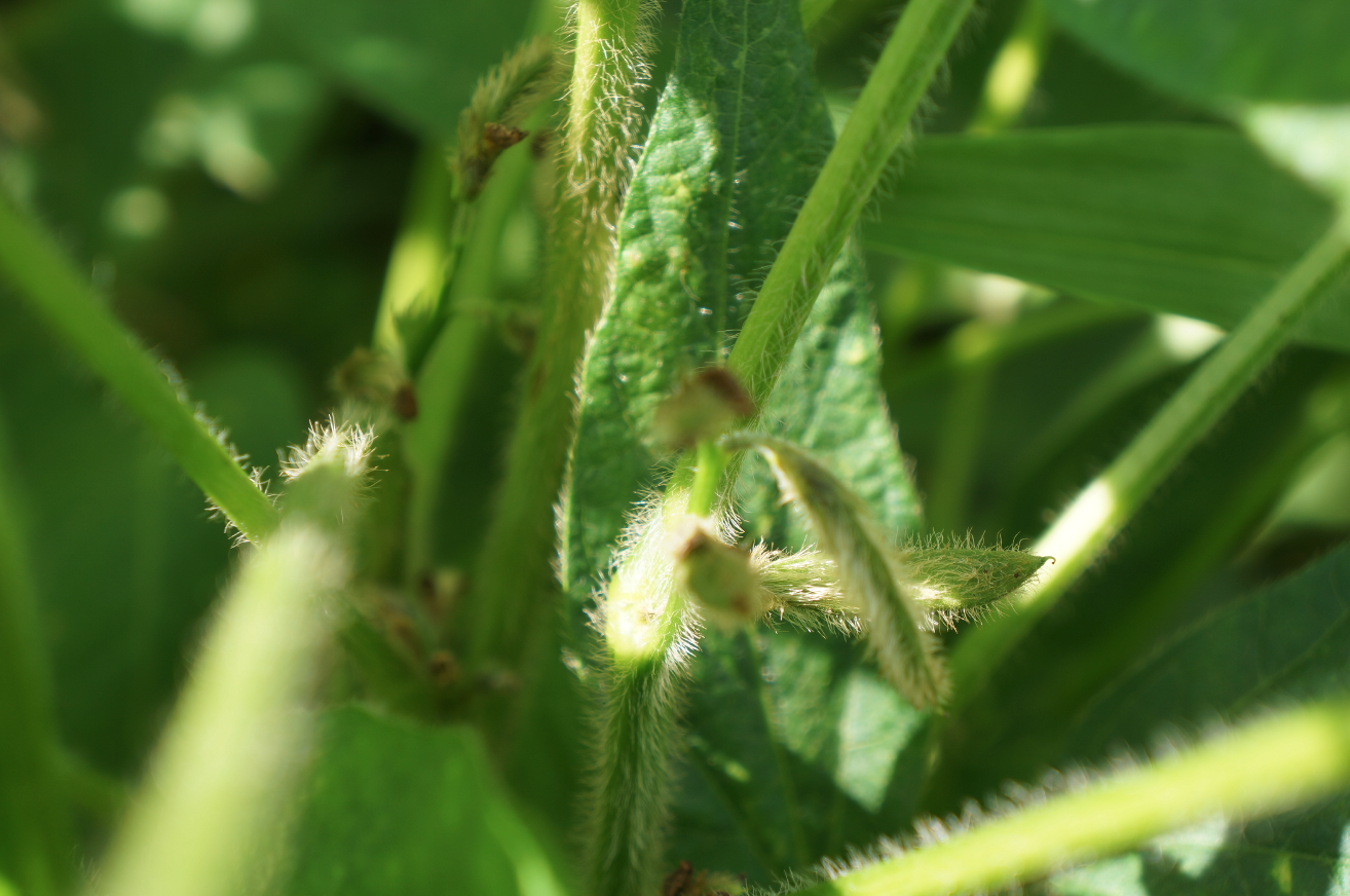 Daizu Kotani Agri
